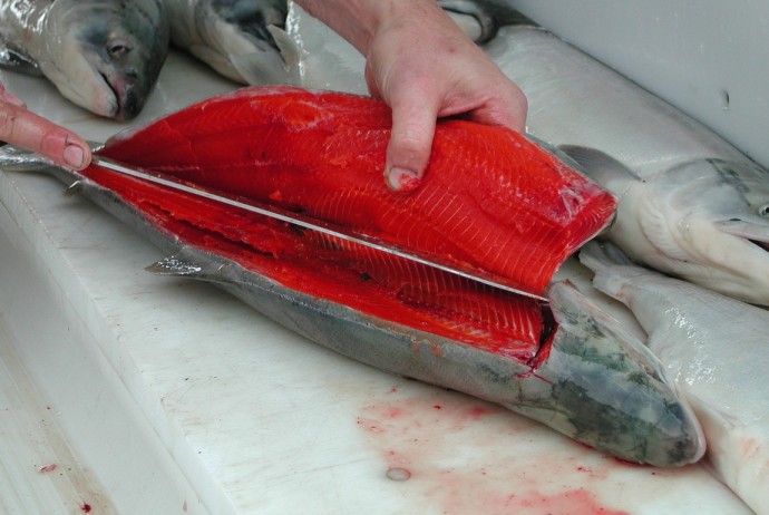 sockeye salmon